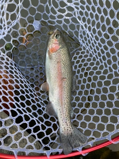 ニジマスの釣果