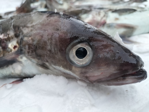 スケトウダラの釣果