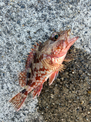 カサゴの釣果