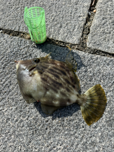 カワハギの釣果