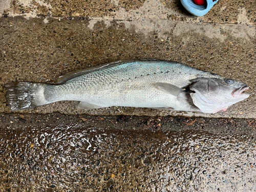 オオニベの釣果