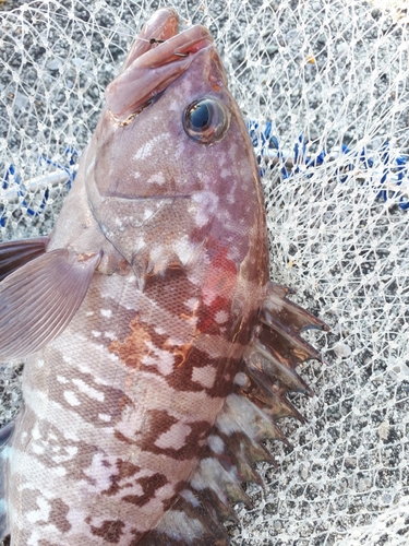 ハタの釣果