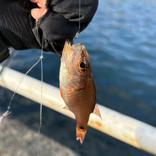 クロホシイシモチの釣果