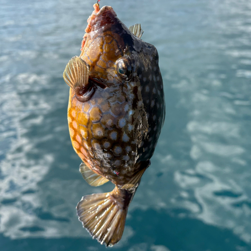 ハコフグの釣果