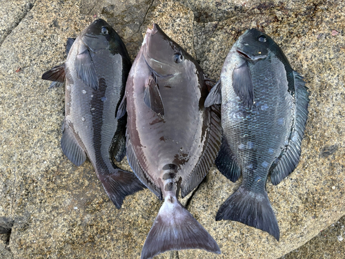 クロメジナの釣果