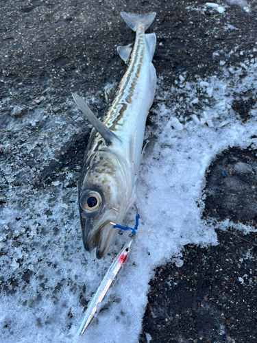 スケトウダラの釣果