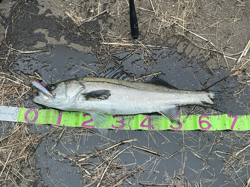 スズキの釣果