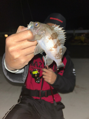 シロメバルの釣果