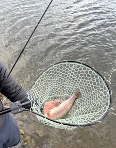 ニジマスの釣果