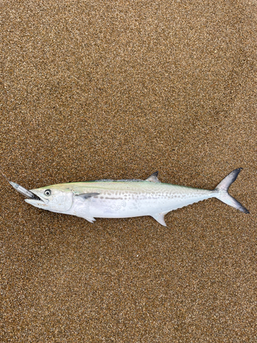 サゴシの釣果