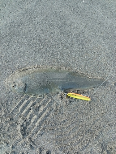 シタビラメの釣果