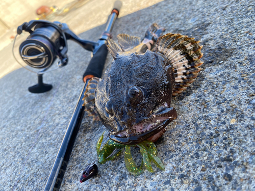 カジカの釣果