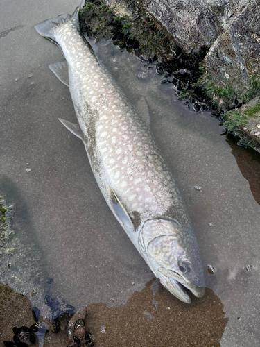 アメマスの釣果