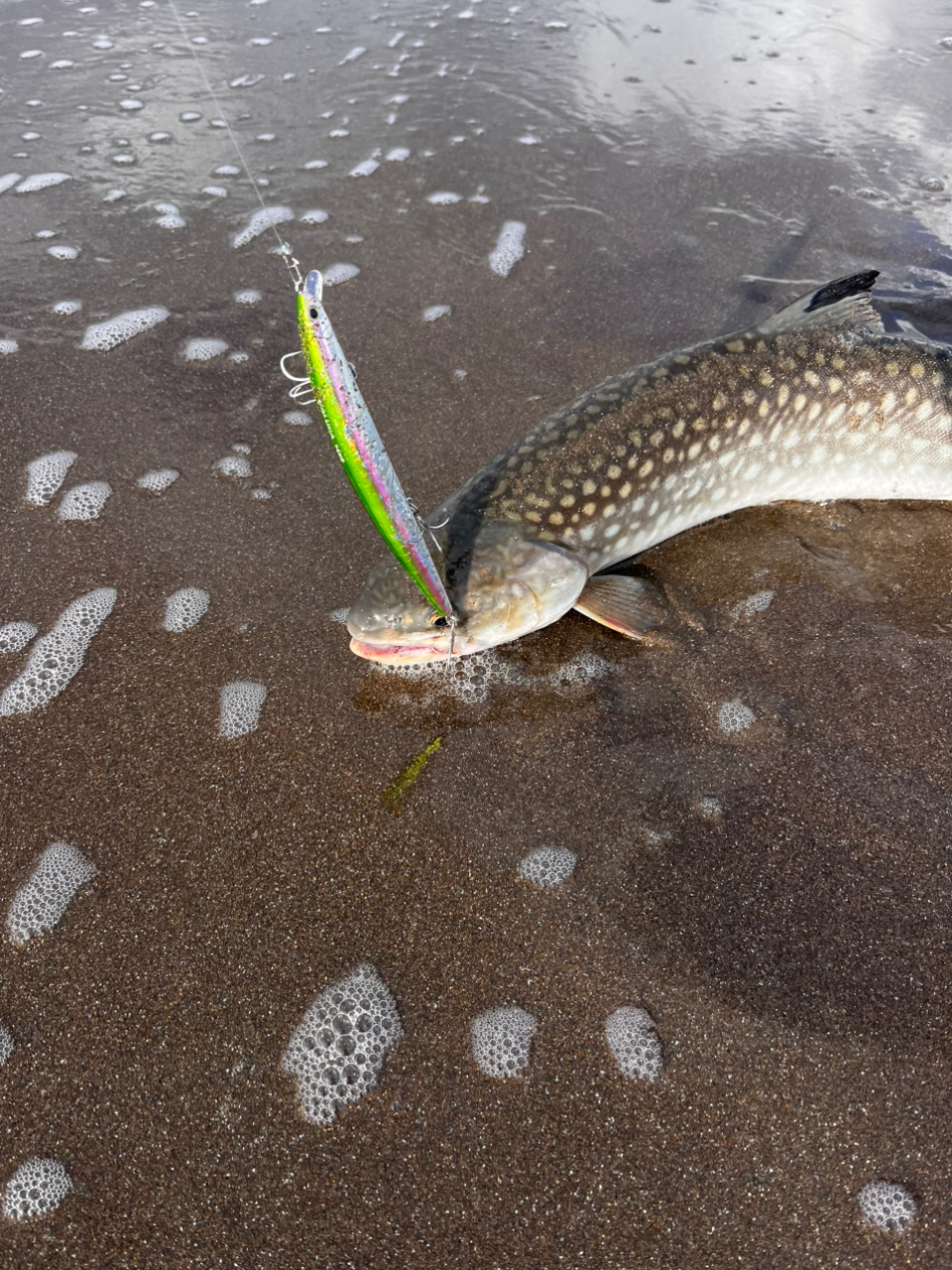 アメマス