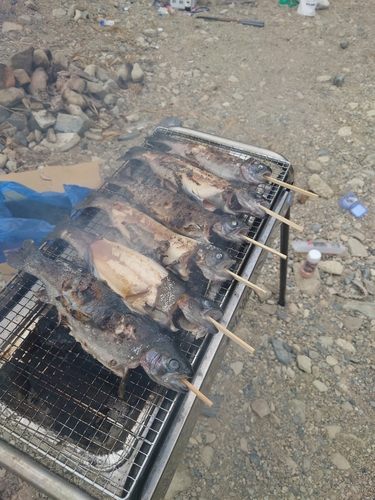 ニジマスの釣果