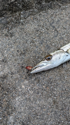 オニカマスの釣果