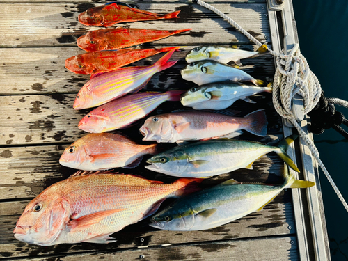 アマダイの釣果