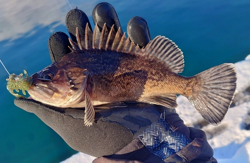 クロソイの釣果