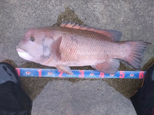 カンダイの釣果