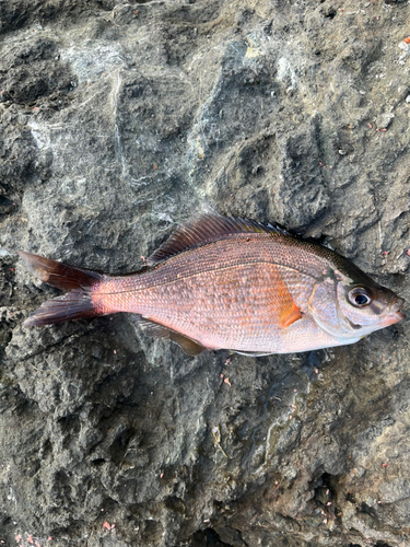 ウミタナゴの釣果