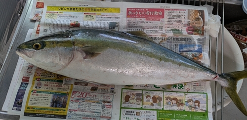 ブリの釣果