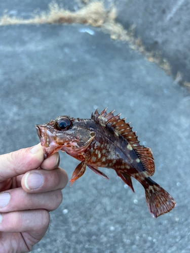 カサゴの釣果