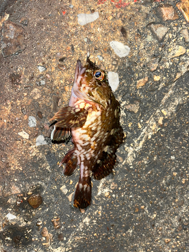 カサゴの釣果