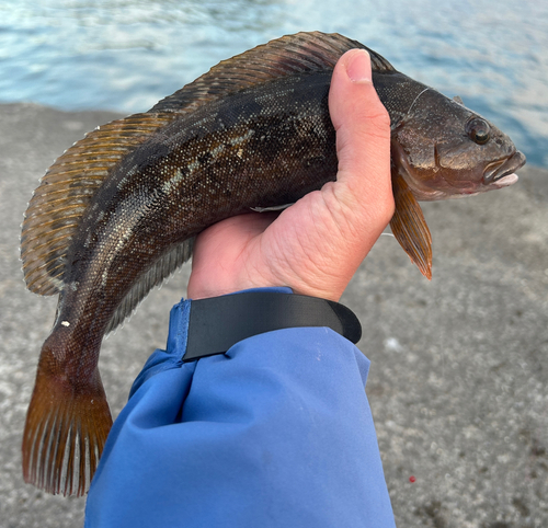 アイナメの釣果