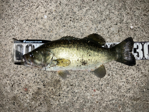 ブラックバスの釣果