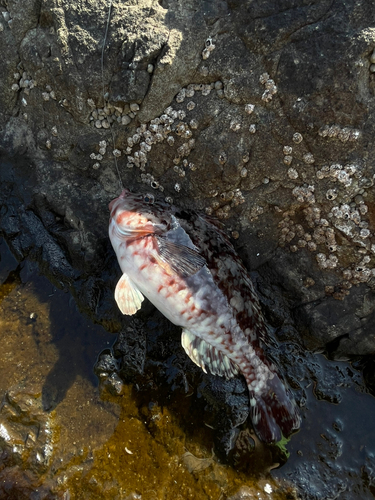 ブダイの釣果