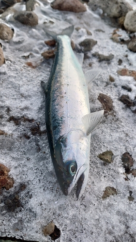 サクラマスの釣果