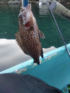 オオモンハタの釣果