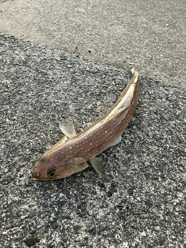 エソの釣果