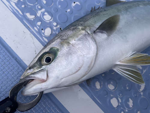 イナダの釣果