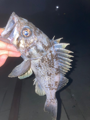 クロソイの釣果