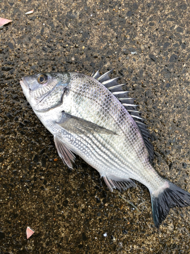 チヌの釣果