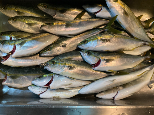 ツバイソの釣果