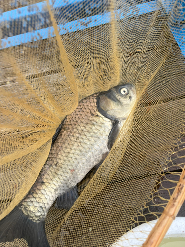 ヘラブナの釣果