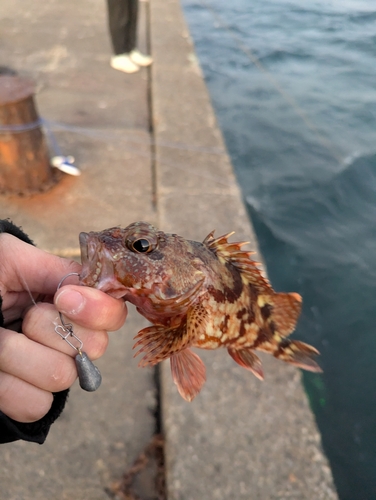 カサゴの釣果