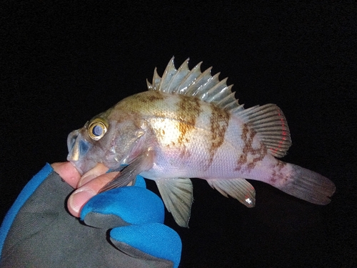 シロメバルの釣果