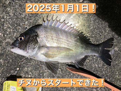 クロダイの釣果