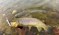 ブラウントラウトの釣果