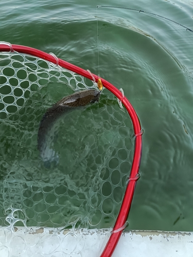 ニジマスの釣果