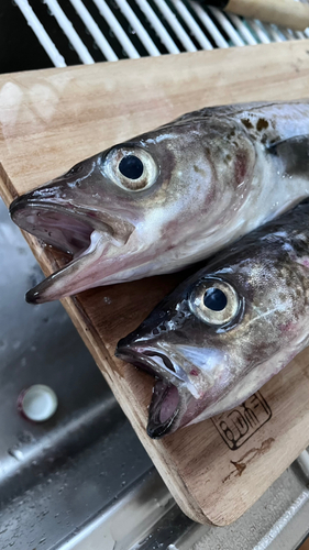 スケトウダラの釣果