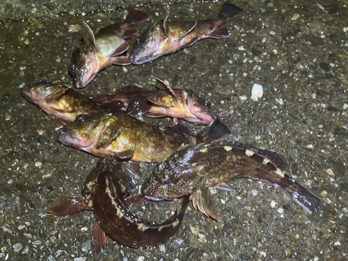 カサゴの釣果