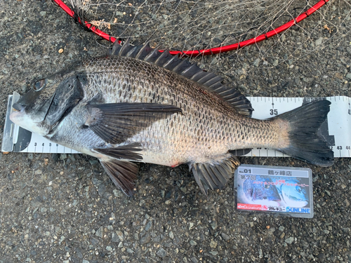 クロダイの釣果