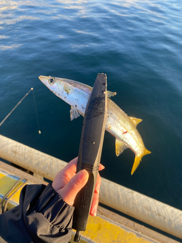 カマスの釣果