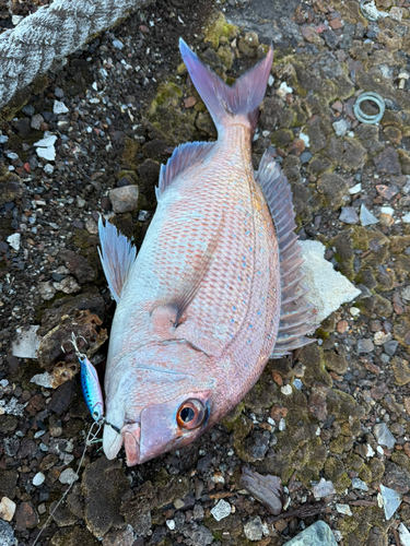 マダイの釣果