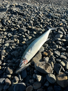 サゴシの釣果