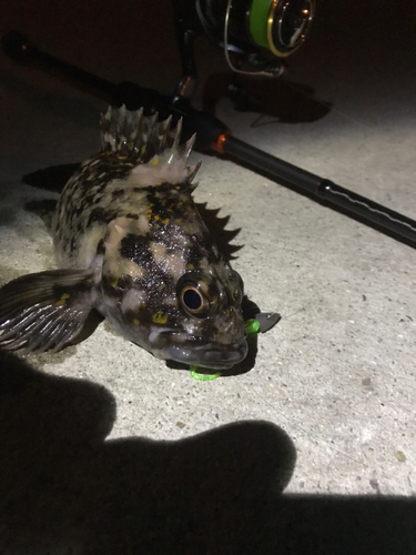 オウゴンムラソイの釣果